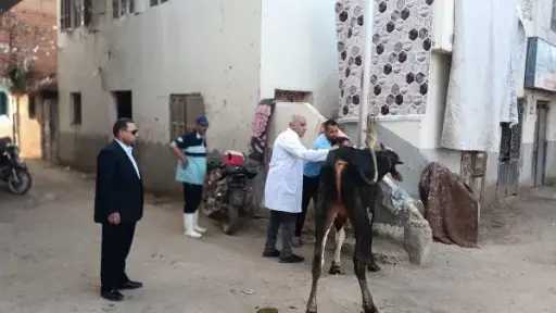 ”الزراعة” تطلق 5 قوافل بيطرية مجانية ببني سويف وتفحص 1600 رأس ماشية لدعم صغار المربين