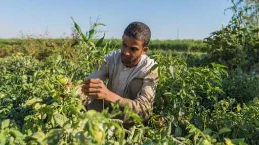 الدلتا الجديدة بالأرقام.. كيف تراهن الدولة على الزراعة لإنقاذ الأمن الغذائي؟
