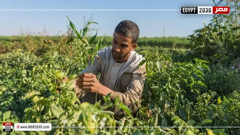 الزراعة في مصر