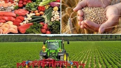 خبيرة بيئية تحذر: العالم بحاجة لزيادة الإنتاج الزراعي 60% لمواجهة أزمة الغذاء بحلول 2050