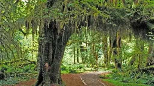 دراسة : زراعة الأشجار بشكل استراتيجي تساهم في خفض انبعاثات الكربون