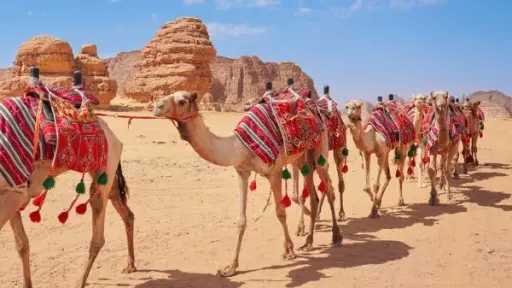 وثيقة تعريف شاملة.. السعودية تصدر جواز سفر للإبل