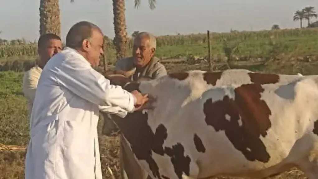 الزراعة: تحصين 2.1 مليون رأس ماشية ضمن الحملة الاستثنائية ضد الحمى القلاعية