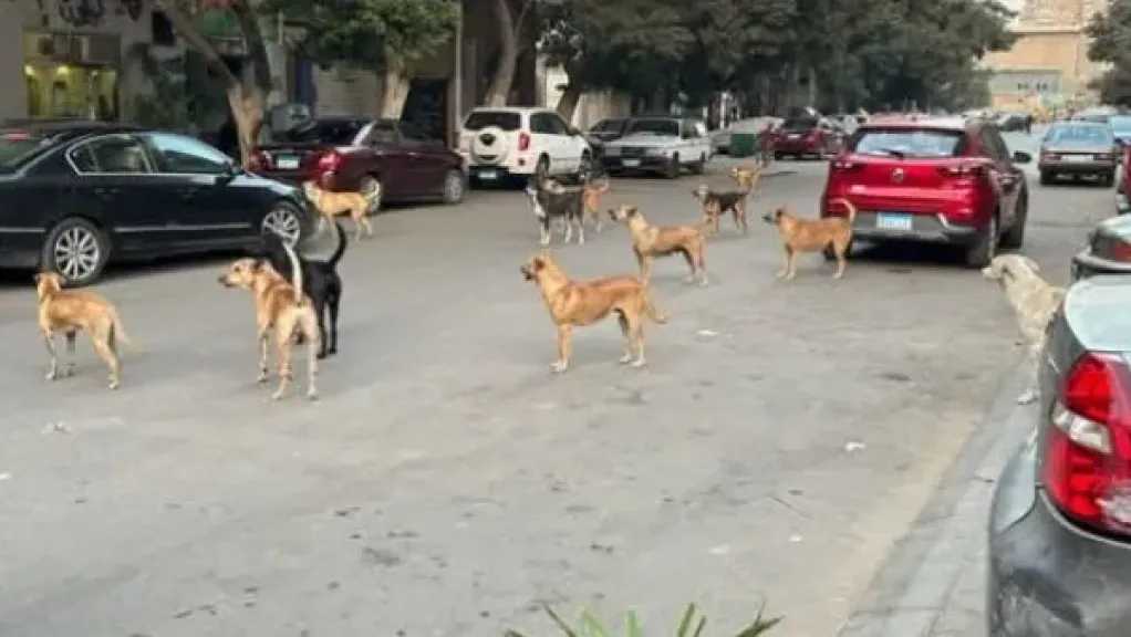 بيهجموا علينا .. أهالي العجوزة يشتكون من تجمعات الكلاب بالشوارع