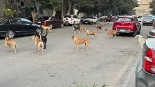 بيهجموا علينا .. أهالي العجوزة يشتكون من تجمعات الكلاب بالشوارع