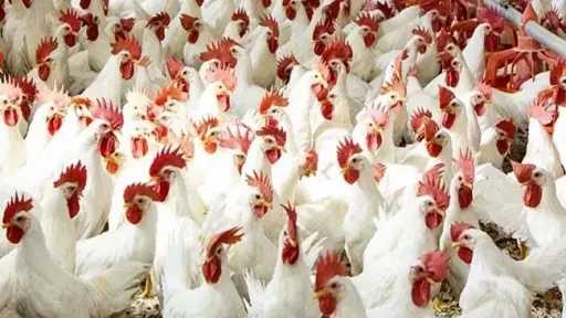 «الزيني»: أسعار الدواجن تحركت بنسبة تقارب 20%