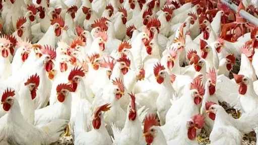 الزراعة تكشف حقيقة ظاهرة النفوق الغير طبيعي في الدواجن