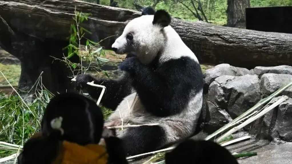 بسبب الصين.. اليابان خالية من الباندا للمرة الأولى منذ 1972