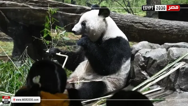 حيوان الباندا الذي ودع اليابان