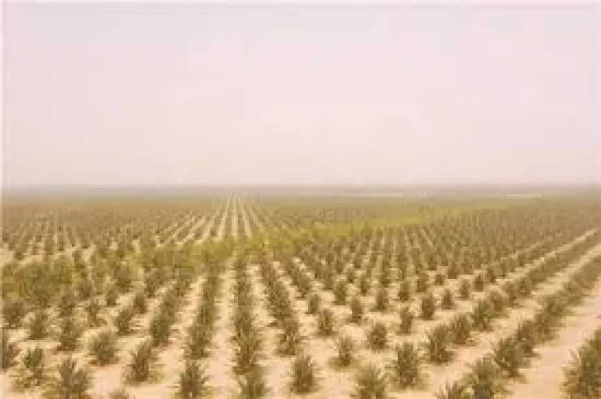 متحدث الزراعة: الوزارة تستثمر البحث العلمي لاستصلاح الصحراء وتطوير المحاصيل الصحراوية