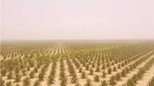 متحدث الزراعة: الوزارة تستثمر البحث العلمي لاستصلاح الصحراء وتطوير المحاصيل الصحراوية