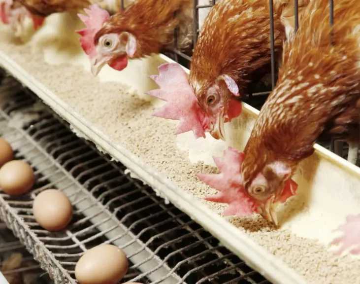 اتحاد منتجي الدواجن: الزراعة ليست مسؤولة عن الاستيراد والصناعة المحلية قادرة على تلبية الاحتياجات