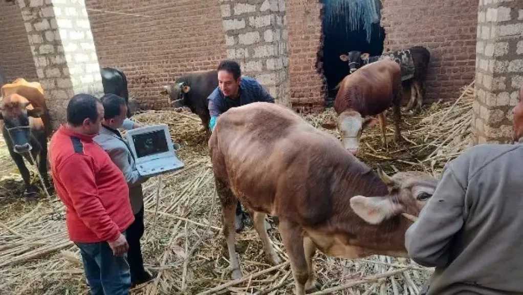 الخدمات البيطرية تنفذ التلقيح الاصطناعي لأكثر من 59 ألف رأس ماشية