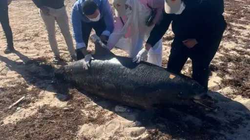 بعد بلاغ محميات البحر الأحمر .. دفن الدرفيل النافق في رأس غارب