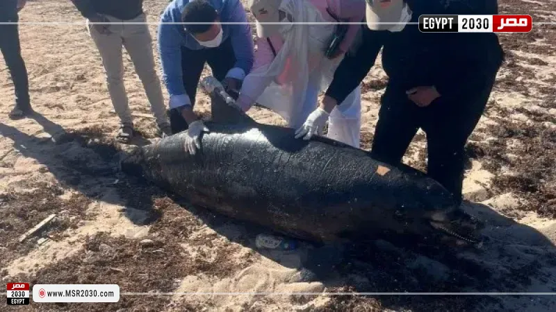 دفن الدرفيل النافق في رأس غارب