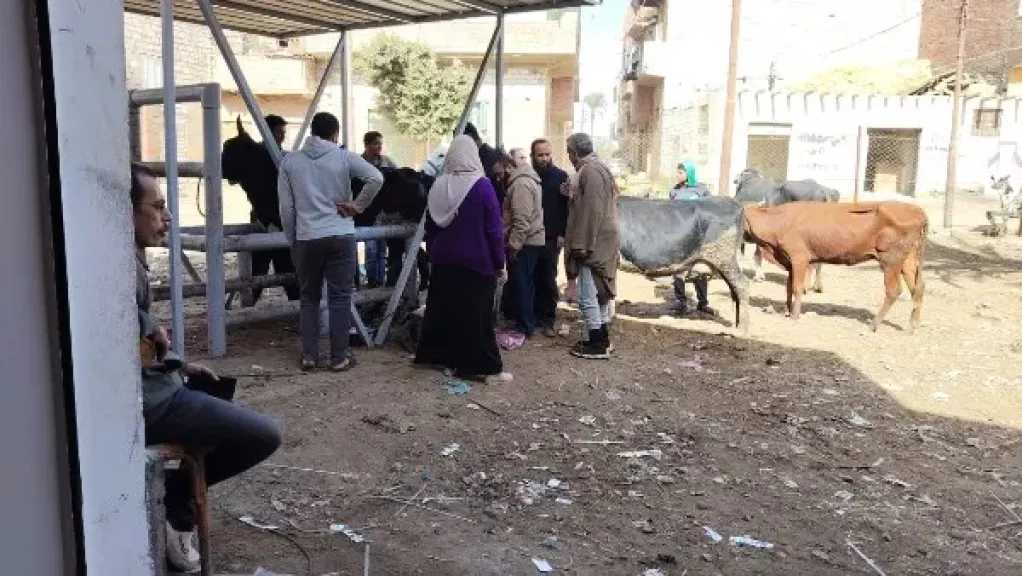 الزراعة تنفذ 5 قوافل بيطرية مجانية بقرى بني سويف