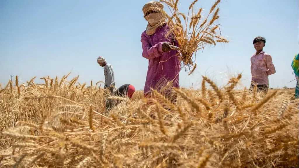 الحكومة: دعم الفلاح بـ4 مليارات جنيه إضافية فروق سعر القمح