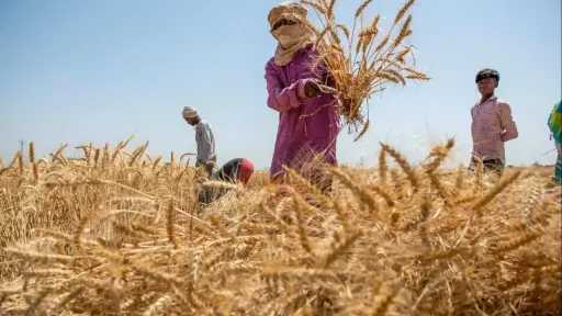 الحكومة: دعم الفلاح بـ4 مليارات جنيه إضافية فروق سعر القمح