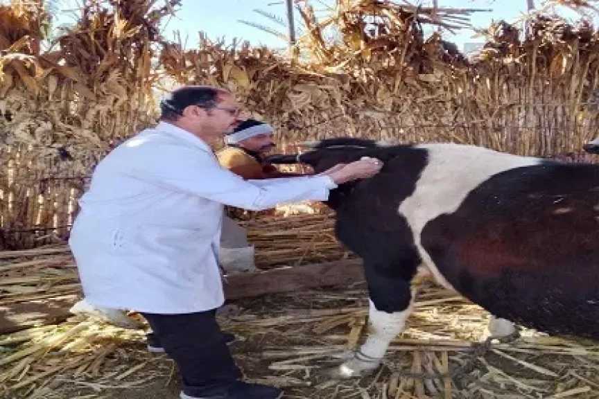 بيطري المنيا: تحصين 102 ألفًا و386 رأس ماشية ضمن الحملة الاستثنائية ضد الحمى القلاعية