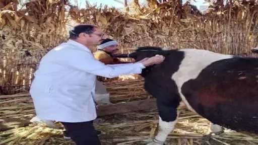 بيطري المنيا: تحصين 102 ألفًا و386 رأس ماشية ضمن الحملة الاستثنائية ضد الحمى القلاعية