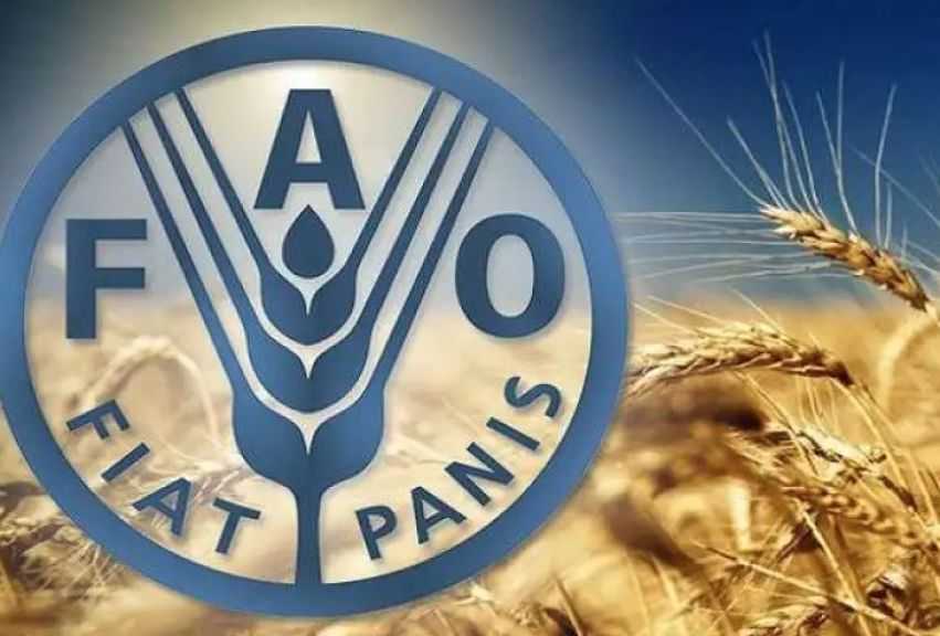 «الفاو» تحذر من أزمة مناخية متفاقمة تهدد الأمن الغذائي في أرخبيل سقطرى باليمن