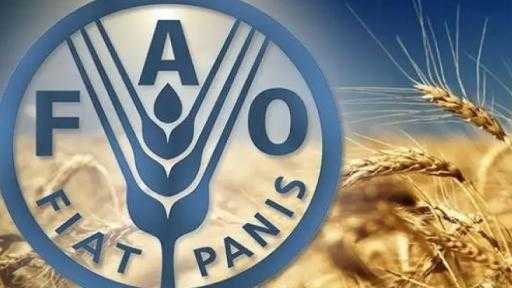 «الفاو» تحذر من أزمة مناخية متفاقمة تهدد الأمن الغذائي في أرخبيل سقطرى باليمن