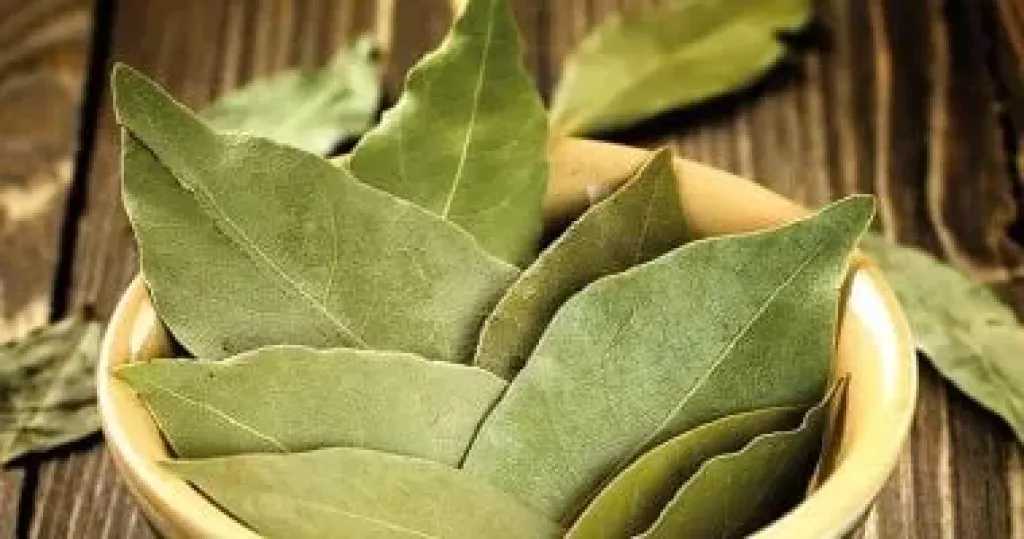 تعرف على فوائد ورق اللورا.. تفاصيل
