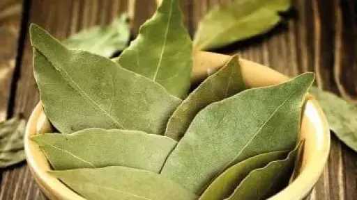 تعرف على فوائد ورق اللورا.. تفاصيل