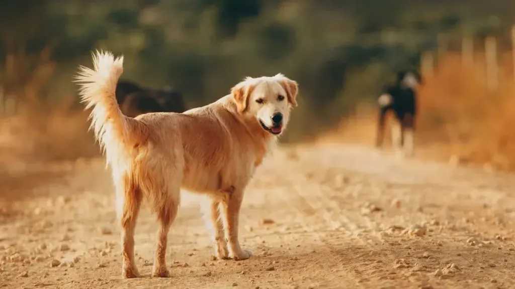الزراعة: تحصين وتعقيم 14 ألف كلب منذ يناير ضمن الحملة القومية لمكافحة مرض السعار