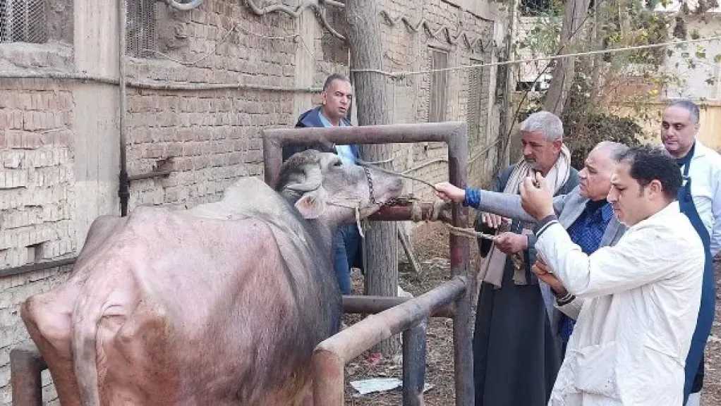 الزراعة: 241 قافلة بيطرية مجانية لدعم صغار المربين في 238 قرية خلال يناير