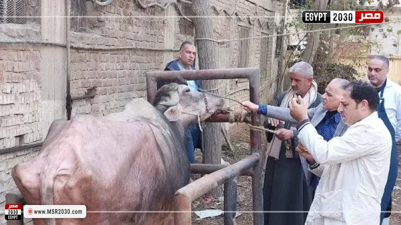 قوافل بيطرية