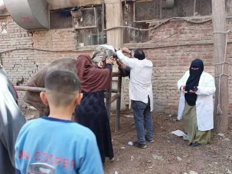 الخدمات البيطرية: القوافل قدمت خدماتها لأكثر من 71 ألف رأس ماشية و49 ألف طائر بجميع المحافظات