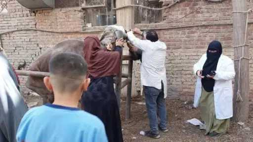 الخدمات البيطرية: القوافل قدمت خدماتها لأكثر من 71... الخدمات البيطرية: القوافل قدمت خدماتها لأكثر من 71 ألف رأس ماشية و49 ألف طائر بجميع المحافظات