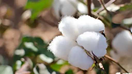 الذهب الأبيض يعود بقوة.. الزراعة تعلن المحافظات الأكثر زراعة للقطن