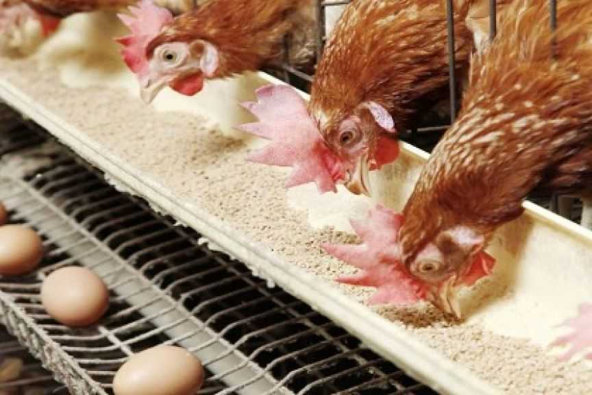 اتحاد منتجي الدواجن: زيادة الاستهلاك وراء ارتفاع أسعار الفراخ.. و118 جنيها سعر كرتونة البيض بالمزرعة