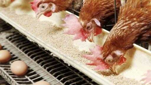 اتحاد منتجي الدواجن: زيادة الاستهلاك وراء ارتفاع أسعار الفراخ.. و118 جنيها سعر كرتونة البيض بالمزرعة