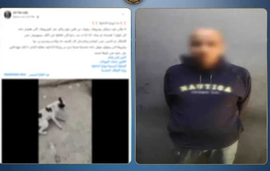 ضبط سائق اعتدى على كلب ضال بالبساتين