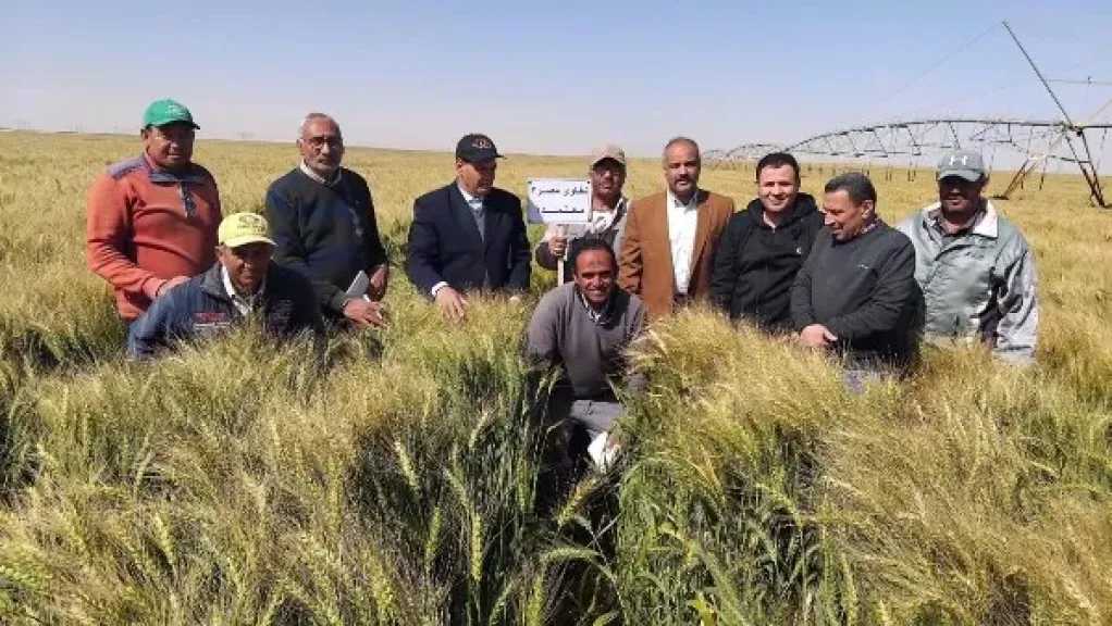 الزراعة: موسم مبشر لحصاد القمح بتوشكى وشرق العوينات