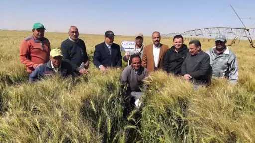 الزراعة: موسم مبشر لحصاد القمح بتوشكى وشرق العوينات