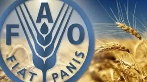 الوزراء: “فاو” تؤكد أن تداعيات الصراع على تكاليف الغذاء تثير قلقًا متزايدًا