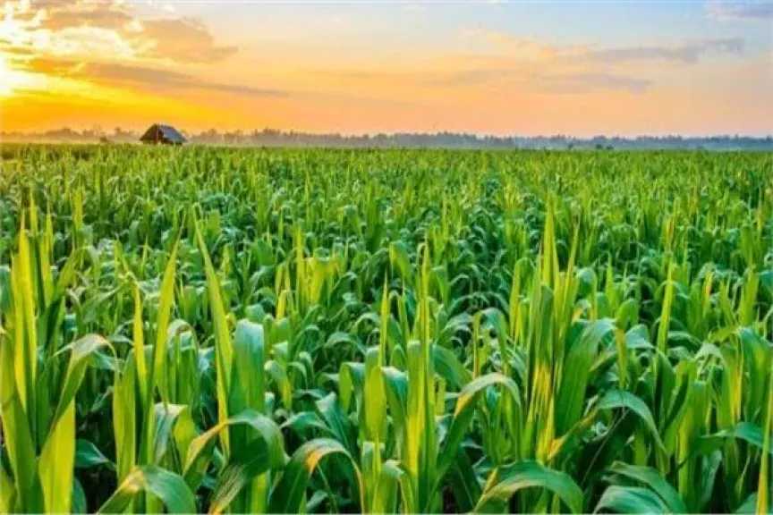 «فهيم» يقدم نصائح للمزارعين للتعامل مع موجة التقلبات الجوية