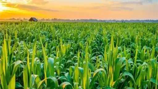 «فهيم» يقدم نصائح للمزارعين للتعامل مع موجة التقلبات... «فهيم» يقدم نصائح للمزارعين للتعامل مع موجة التقلبات الجوية