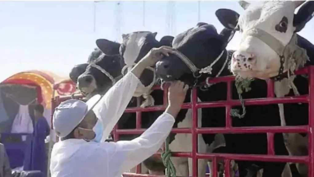 ”الفلاحين” انطلاق الحملة القومية للتحصين ضد الجلد العقدي في الأبقار وجدري الأغنام يحمى الثروة الحيوانية