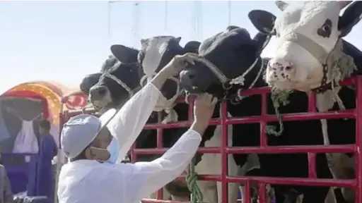 ”الفلاحين” انطلاق الحملة القومية للتحصين ضد الجلد العقدي في الأبقار وجدري الأغنام يحمى الثروة الحيوانية