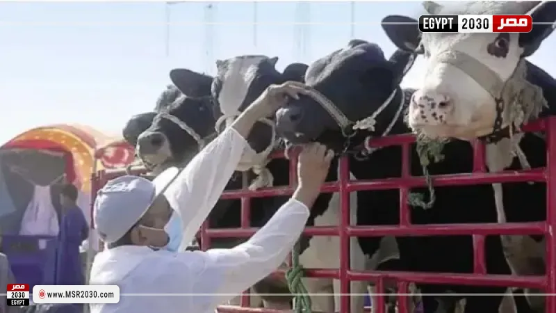 تحصين الثروة الحيوانية