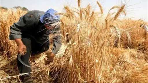 أعلى سعر للقمح محليًا.. دعم جديد للفلاحين قبل موسم التوريد