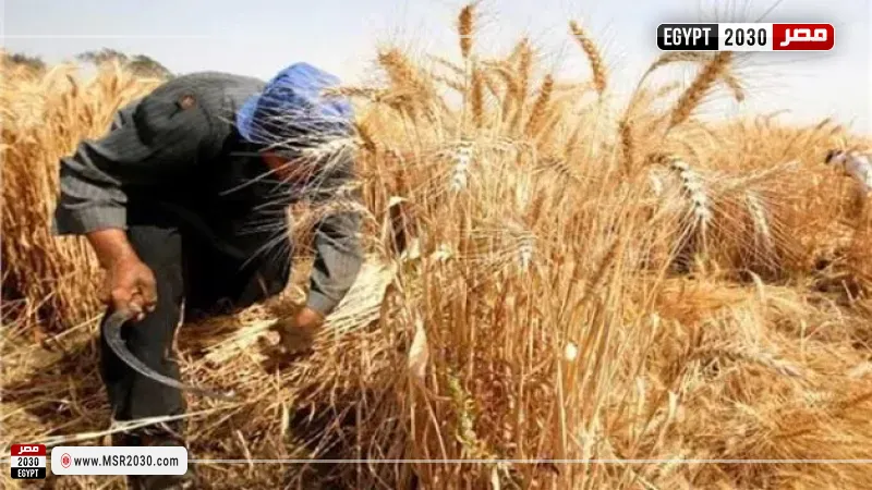 أعلى سعر للقمح محليًا.. دعم جديد للفلاحين قبل موسم التوريد