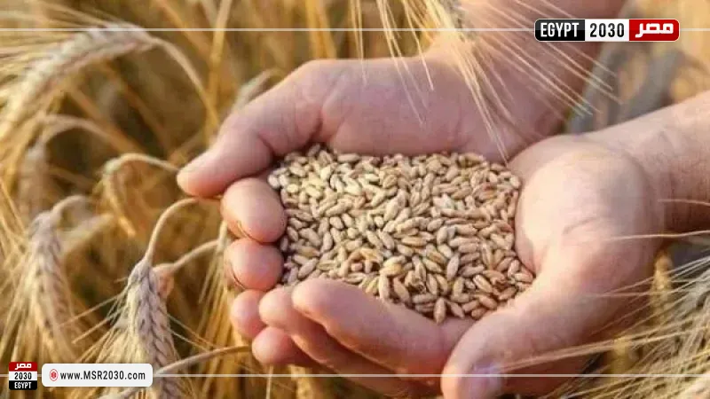 الزراعيين: قرار القمح الجديد ينقذ الفلاحين من ارتفاع السولار