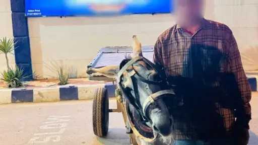 ضبط بائع خضروات لتعديه على دابة بالحجارة في البحيرة