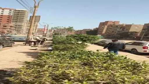 ضمن المرحلة الرابعة من المبادرة الرئاسية “100 مليون شجرة”.. زراعة 210 شتلات متنوعة بمركزي مطاي وبني مزار بالمنيا